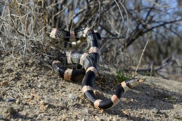 Long-nosed snake - Panamint mountains California