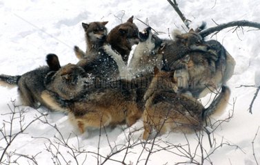 Pack of wolf being caught some with one its menbres