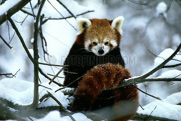 Petit Panda en hiver perché sur une branche Chine