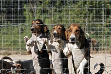 Scenthounds for hunting with hounds on rabbit France