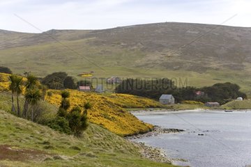 Lebensbasis von Carbass Island auf den Falklandinseln