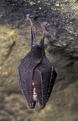 Kleines Rhinolophe in einer Frankreichhöhle aufgehängt