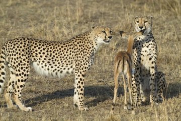 Three young brothers Cheetahs playing with a young Impala