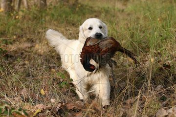 Retriever golden with a game in the mouth France