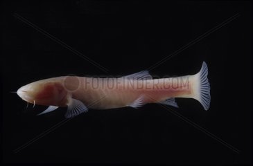 Somalian Cave fish on black background
