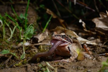 Agile frog eating an earthworm - Poitou France