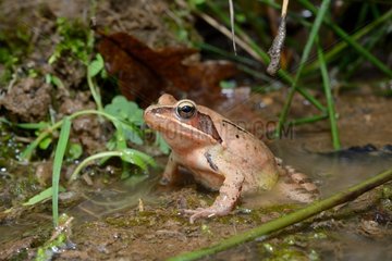 Agile Frog at the water's edge - Poitou France