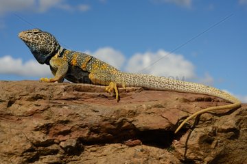 Desert collared lizard on rock - Death valley California USA