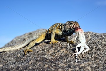 Collared lizard eating a Zebra-tailed lizard - Death valley