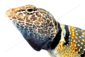 Portrait of Desert Collared Lizard on white background