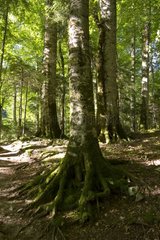 Undergrowth in the NP of Biogradska Gora in Montenegro