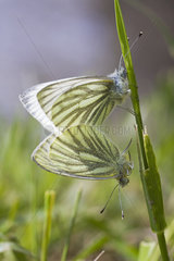 Green-veined White (Pieris napi)  Couple on a small reed in spring  Edge of the Moselle river  Lorraine  France