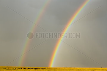 Cape Buffalo and rainbow skies over savannah - Masai Mara