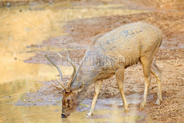 Sambar deer drinking at waterhole - Tadoba Andhari India