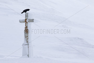 Raven (Corvus corax) in flight on a stone cross  Valais Alps  Switzerland