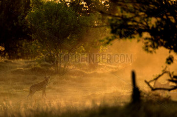 Spotted Hyena at dusk - Moremi Botswana