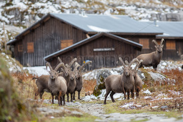 Group of male ibexes (Capra ibex) gathered in october near houses for the beginnings of the rut  Alps  France