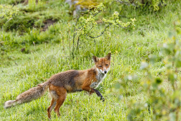 Red Fox (Vulpes vulpes) wet in the grass  Vosges Mountains  France