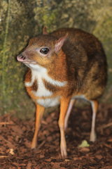 Lesser Mouse-deer (Tragulus javanicus)