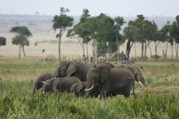 African Elephant (Loxodonta africana) herd  Maasai Mara  Kenya