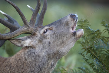 Red deer (Cervus elaphus) Red deer head details  England  Autumn