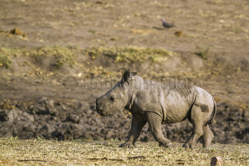 Southern white rhinoceros (Ceratotherium simum simum) young walking  Kruger National Park  South Africa