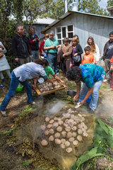 Cooking Curanto - Chiloe Island Chile