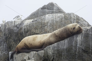 Steller sea lion (Eumetopias jubatus) on rocky shore  Ioniy islands  Sea of Okhotsk  Russia