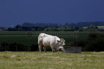 Charolais cow in the meadow and stormy sky - Normandy France