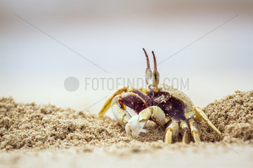 Horned Ghost crab (Ocypode ceratophthalma) digging  Koh Muk  Thailand
