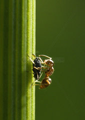 Ant watching the birth of an aphid - France