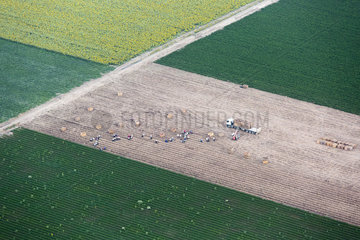 Aerial photography  Crop field  Sevilla  Spain