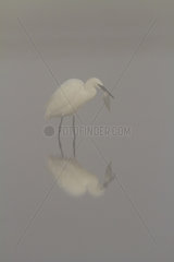 Little Egret fishing in mist - Spain