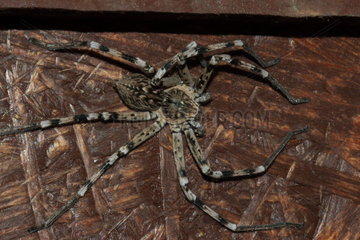 Huntsman spider (Eusparassus dufouri)  Extremadura  Spain