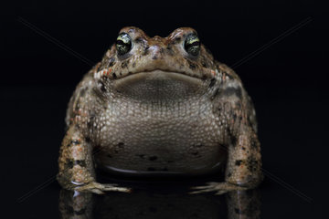 Natterjack toad (Bufo calamita) front on black background