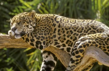 Jaguar ruht in einer Brasilienzweig