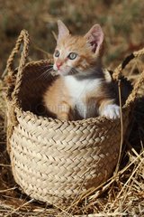 Red and white tabby kitten in a basket - France