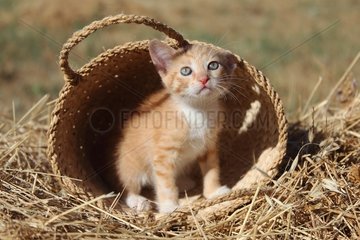 Red and white tabby kitten in a basket - France
