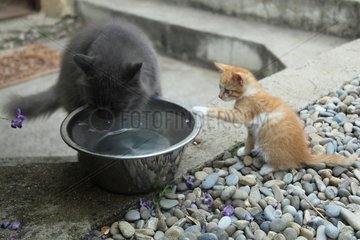 Red and white tabby kitten face a gray cat drinking - France