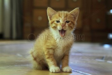 Red and white tabby kitten grimacing - France