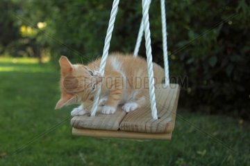 Red and white tabby kitten on a swing - France