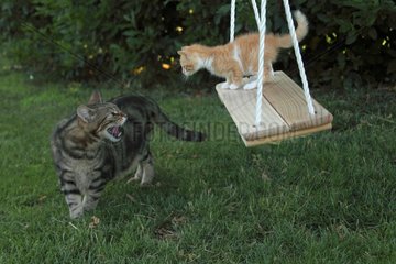 Red and white tabby kitten on swing and aggressive cat