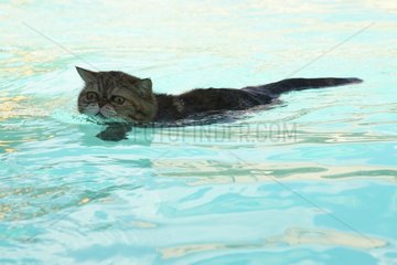 Cat swimming in a pool - France