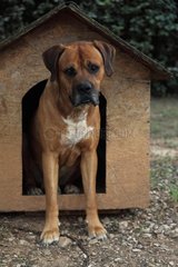 Dog in front of his kennel - France