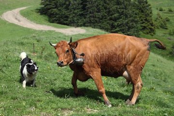Shepherd dog and Cow meadow in summer mountain - France