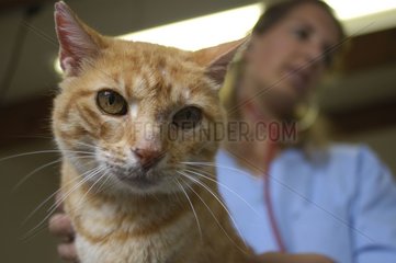 Clinical examination of an old European cat with stethoscope