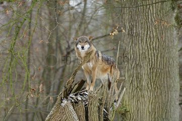 Wolf auf einem Aktienpark von Thoiry France