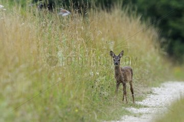 Young RoeDeer on a country road Vosges France