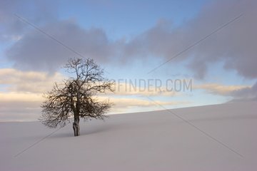 Tree isolated in a snowy agricultural landscape Puy-de-Dome