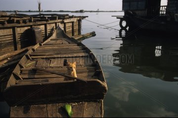 Rinnenkätzchen auf einem kambodschanischen Fischerboot